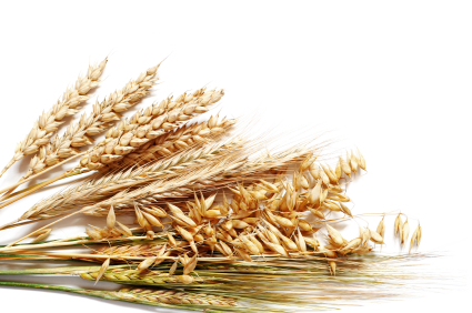 S:\triplea_resources\DP_topic_packs\economics\student_topic_packs\media_microeconomics\images\wheat.jpg